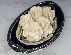 2" Betty The Beautiful (10 Pack) -plant sale shop 2 betty the beautiful 10 pack 316632