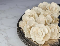 2" Betty The Beautiful (10 Pack) -plant sale shop 2 betty the beautiful 10 pack 419061