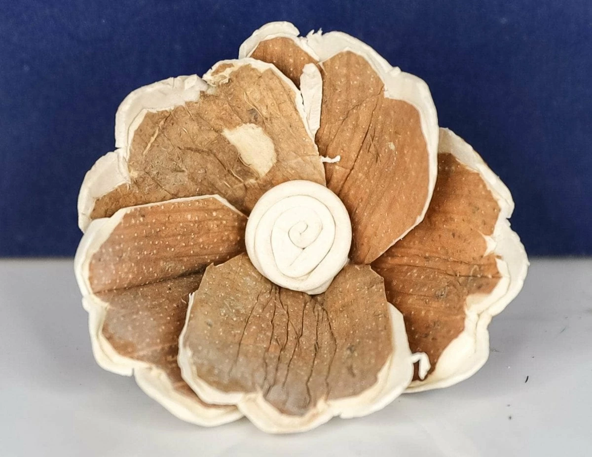 2" Hana (200 Pack) 2 2" Hana (200 Pack) - Image 2