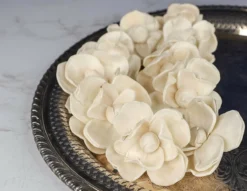 2" Magnolia (10 Pack) 7 2" Magnolia (10 Pack) -plant sale shop 2 magnolia 10 pack 317500