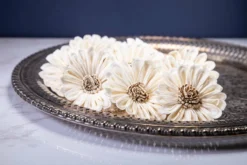 2" Mexican Sunflower (10 Pack) 5 2" Mexican Sunflower (10 Pack) -plant sale shop 2 mexican sunflower 10 pack 499994