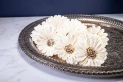 2" Mexican Sunflower (10 Pack)