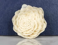 2" Obsession (10 Pack) -plant sale shop 2 obsession 10 pack 182487