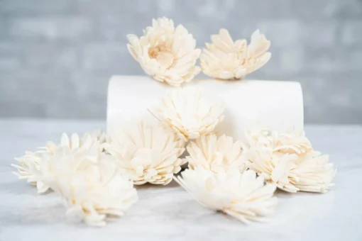 2" Prarie Sunflower (10 Pack) 6 2" Prarie Sunflower (10 Pack) -plant sale shop 2 prarie sunflower 10 pack 297653