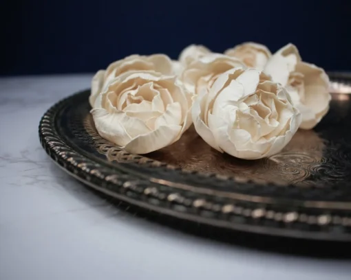 2" Sorbet Peony (10 Pack) 7 2" Sorbet Peony (10 Pack) -plant sale shop 2 sorbet peony 10 pack 168586