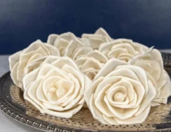 plant sale shop 41 3" Bombay (10 Pack)