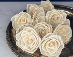 3" Bombay (10 Pack) -plant sale shop 3 bombay 10 pack 696244