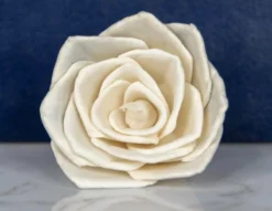 plant sale shop -plant sale shop 3 bombay 10 pack 741217