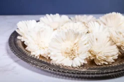 3" Oxeye Daisy (10 Pack)