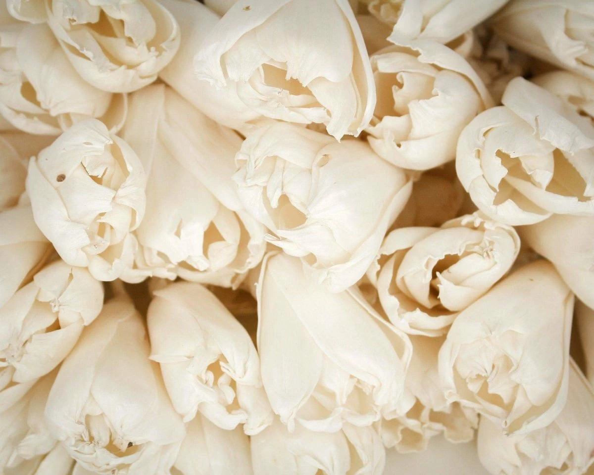 3" Precious Tulip - 50 Pack 2 3" Precious Tulip - 50 Pack - Image 2