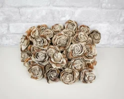 3" Wesley 50 Pack 11 3" Wesley 50 Pack -plant sale shop 3 wesley 50 pack 788125