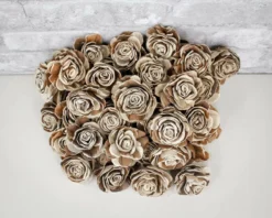 3" Wesley 50 Pack 13 3" Wesley 50 Pack -plant sale shop 3 wesley 50 pack 818541