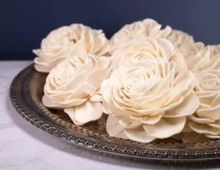 4" Aeonium Succulent (10 Pack)