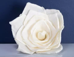 4" Bombay (10 Pack) 5 4" Bombay (10 Pack) -plant sale shop 4 bombay 10 pack 243106