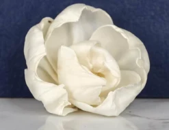 4" Lizzie (10 Pack) 7 4" Lizzie (10 Pack) -plant sale shop 4 lizzie 10 pack 893668