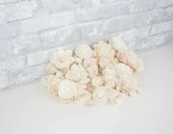 50 Random Assortment - No Bark 6 50 Random Assortment - No Bark -plant sale shop 50 random assortment no skin 332098