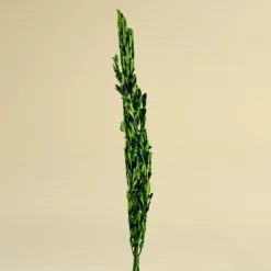 Boxwood Greenery -plant sale shop boxwood greenery 796016