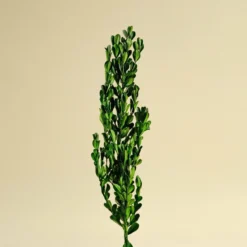 Boxwood Greenery