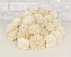 Carnation Variety Pack