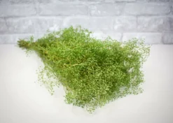 Greenery Sample Kit -plant sale shop greenery sample kit 547732