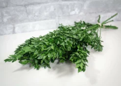 Greenery Sample Kit -plant sale shop greenery sample kit 628410