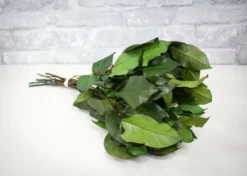 Greenery Sample Kit -plant sale shop greenery sample kit 739432