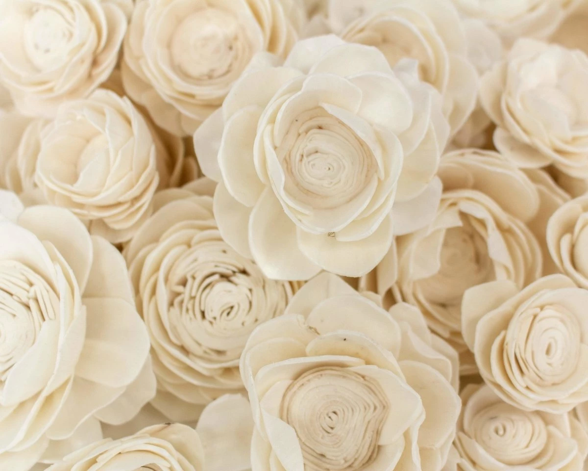 Lotus Variety Pack 2 Lotus Variety Pack - Image 2