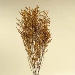 Preserved Caspia - Yellow