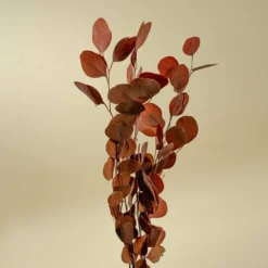 Preserved Silver Dollar Eucalyptus - Autumn