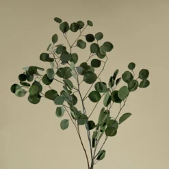 Preserved Silver Dollar Eucalyptus - Green
