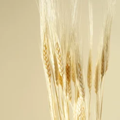 Triticum Wheat Grass (Bleached)