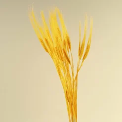 Triticum Wheat Grass (Yellow)